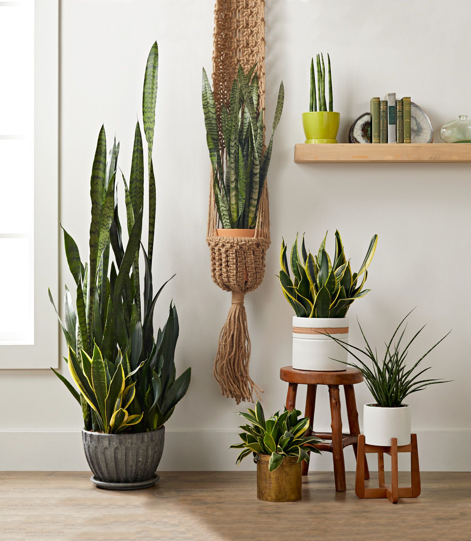 Creative ways to display Sansevieria Fingers in your home